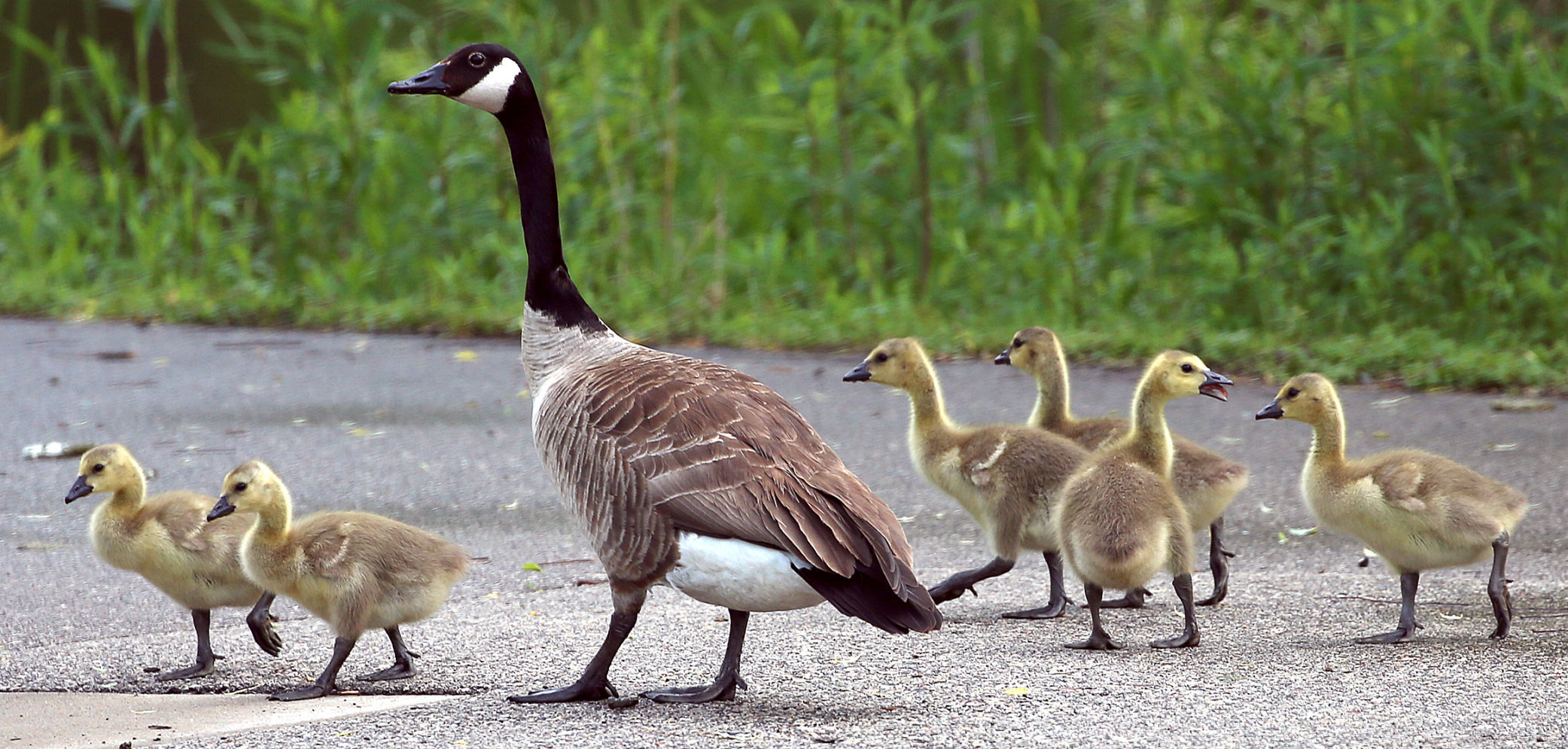 New feathered family